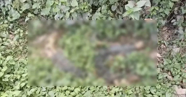 অজ্ঞাত কিশোরের কঙ্কাল